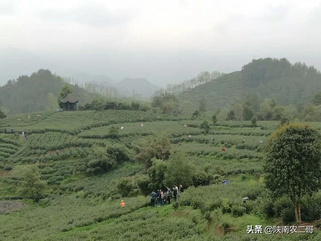 绿色鲜果电商老茶场合作社，绿色果园加盟电话