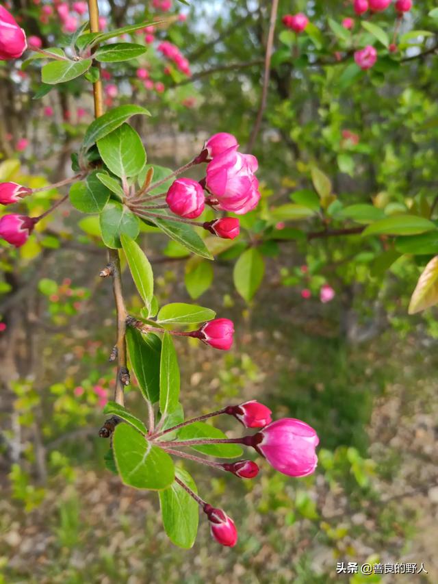 山东蓬莱、威海、青岛、烟台，哪个最适合居住,第4张