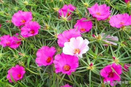 太阳花种植方法，太阳花种植方法和时间