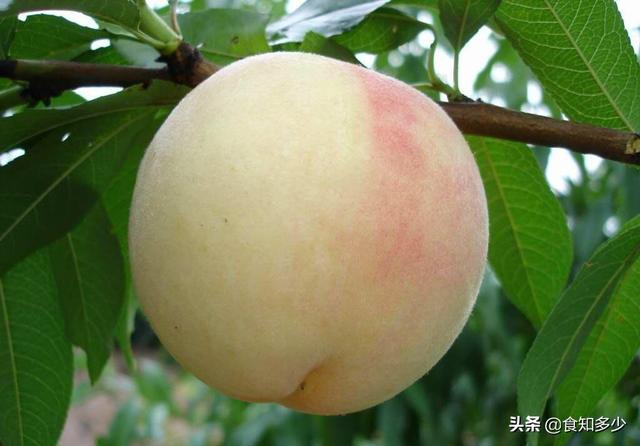 桃子是什么(桃子是什么时候成熟的)