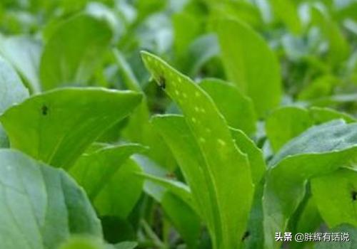 鸡毛菜的种植方法,第5张