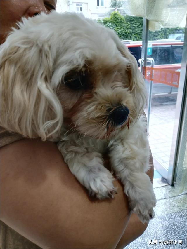 导致母狗早产的原因有那些,第2张