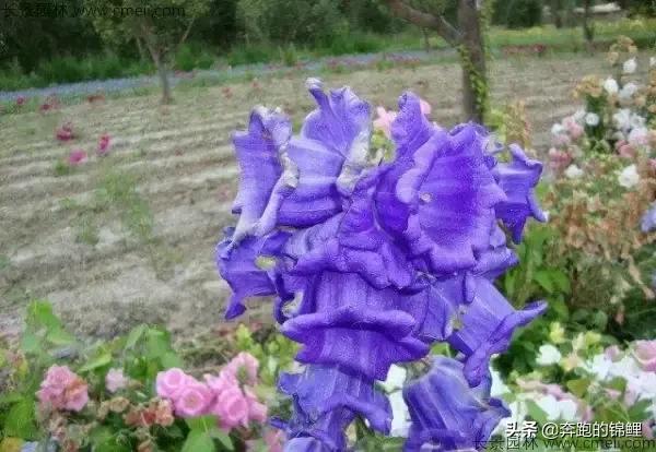 黄花风铃木耐寒多少度（黄花风铃木适宜气候）