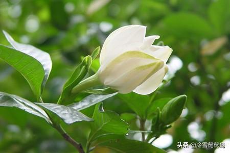 栀子花花语 （栀子花花语及寓意）