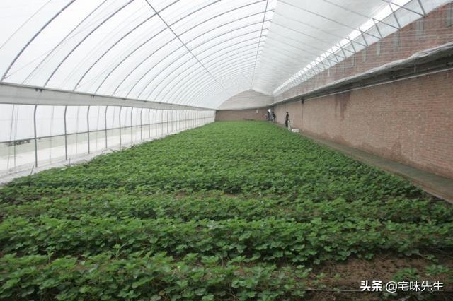 大棚蔬菜种植技术培训学校，大棚蔬菜种植技术培训学校有哪些