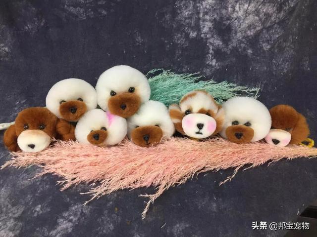 考一个宠物美容师证多少钱周末 学习宠物美容需要多少钱？