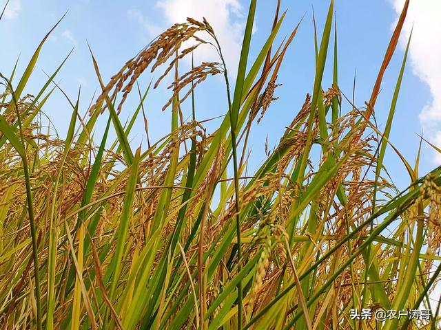 大安粮食价格表查询最新，大安粮食价格表查询最新消息