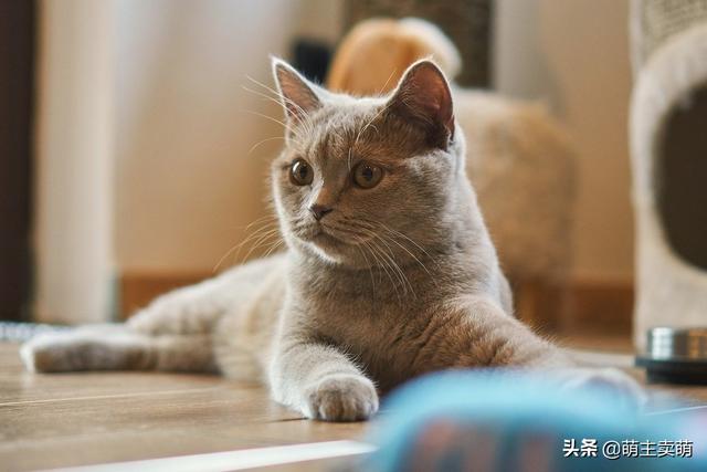 不带胶的猫罐头怎么吃(图2)