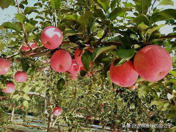 甘肃果园种植基地地址查询,甘肃果园种植基地地址查询电话