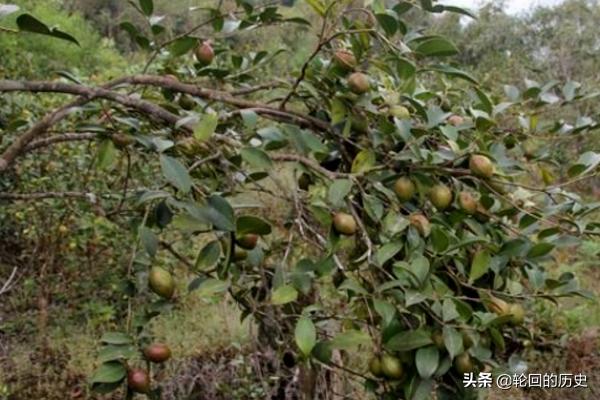 苗木花草介绍 种植方法,苗木花草介绍 种植方法视频