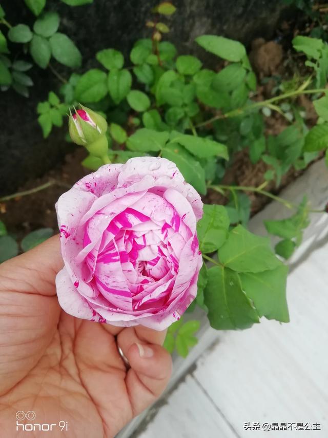 室内种植花卉的作用? 室内种植花卉的作用是什么!