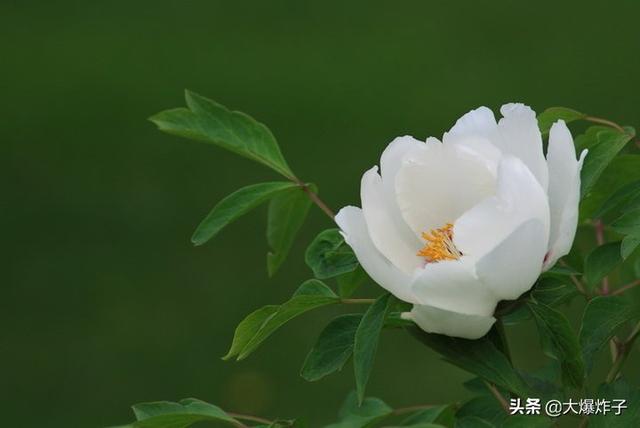 花束图片?花束图片大全鲜花真实!