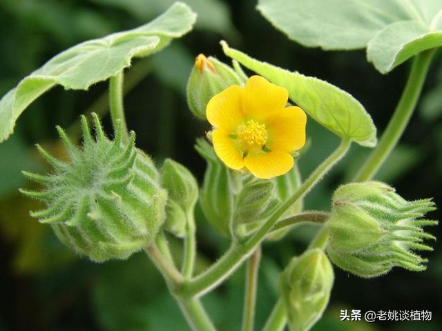 湖南浏阳百亿饲料-湖南浏阳百亿饲料厂地址