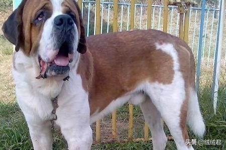 各种大型猛犬一览,第10张