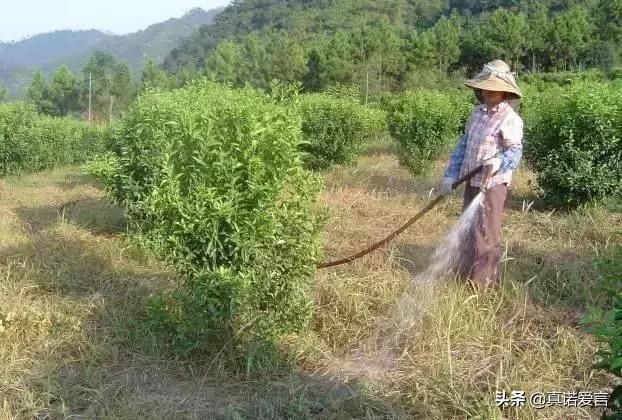 如何合理施肥,有机茶园如何合理施肥