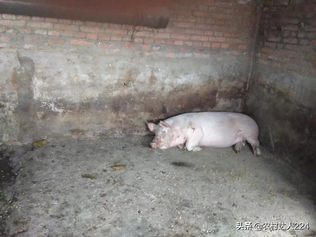 女人梦到猪是什么意思(图2)