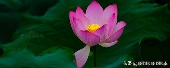 荷花微信头像（带来好运的荷花微信头像）