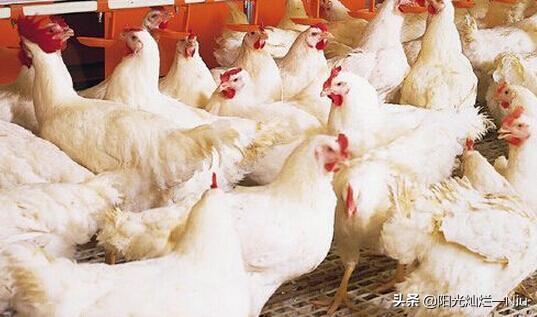 淫羊藿提取物在饲料上的添加-