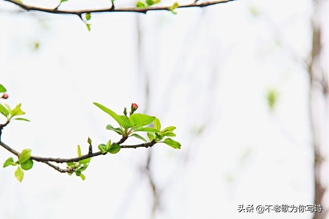 有关于春天的古诗(含“春”字的诗句有哪些？)