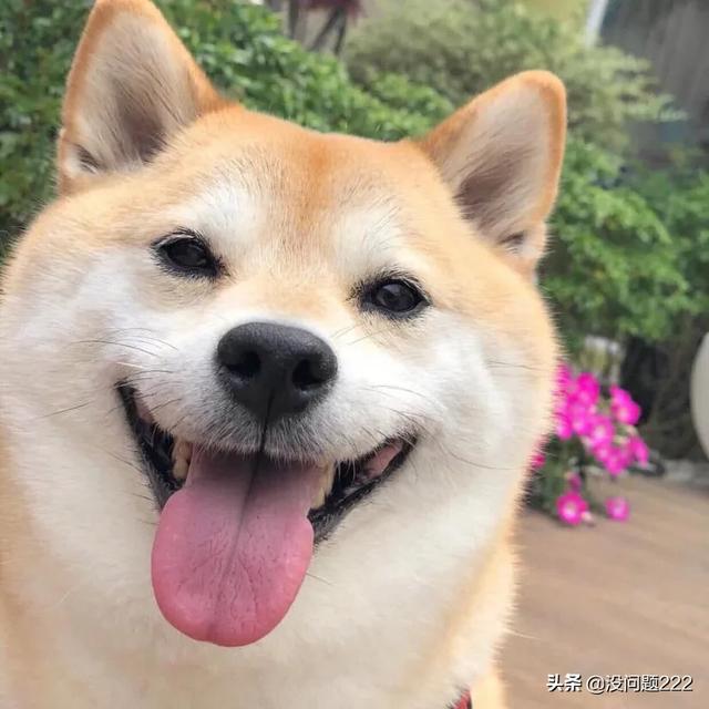 狗有没有胆,第3张