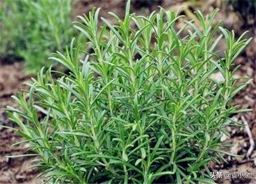 河南产迷迭香怎么样
