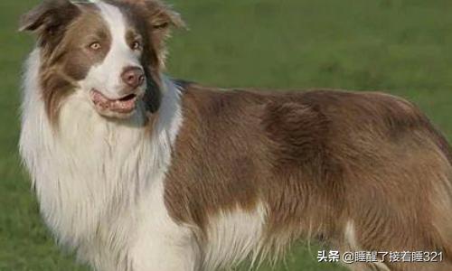 邊境牧羊犬價格?邊境牧羊犬價格多少錢一只!