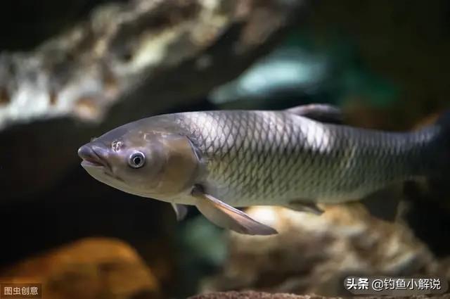 草鱼玉米如何搭配做馅儿(图13)
