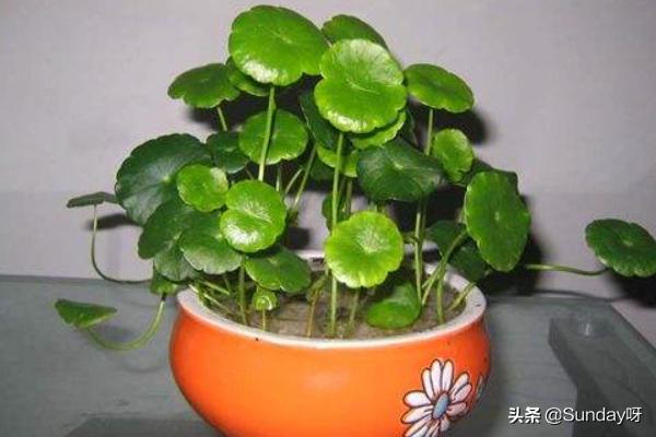 铜钱草花园种植方法图解,铜钱草花园种植方法图解大全