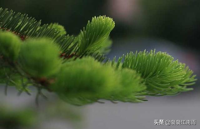 常用的树木的特别和特征