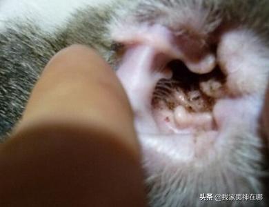 [耳中取出活体猫螨虫]猫咪怎么除螨虫？