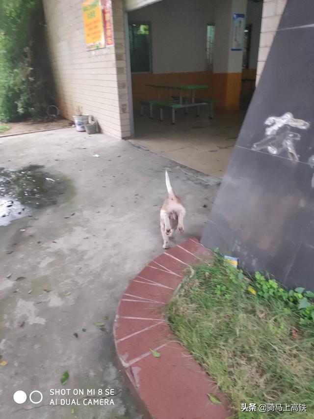 18年4月2日如东县生猪价格-如东生猪价格行情