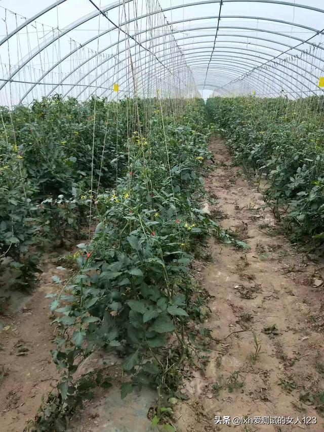 高山菜做法家常做法大全(图25)