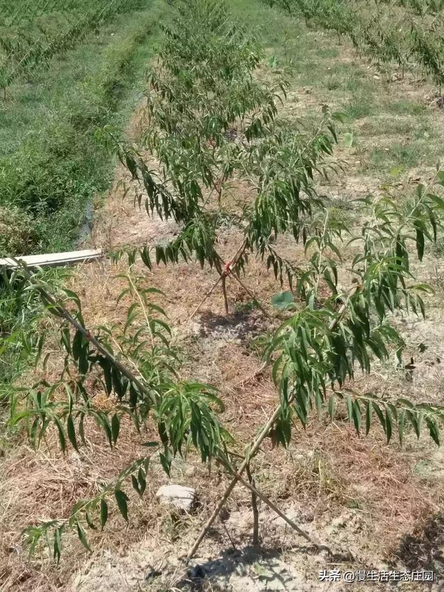 冬枣能用食用油做肥料吗，冬枣能用食用油做肥料吗视频