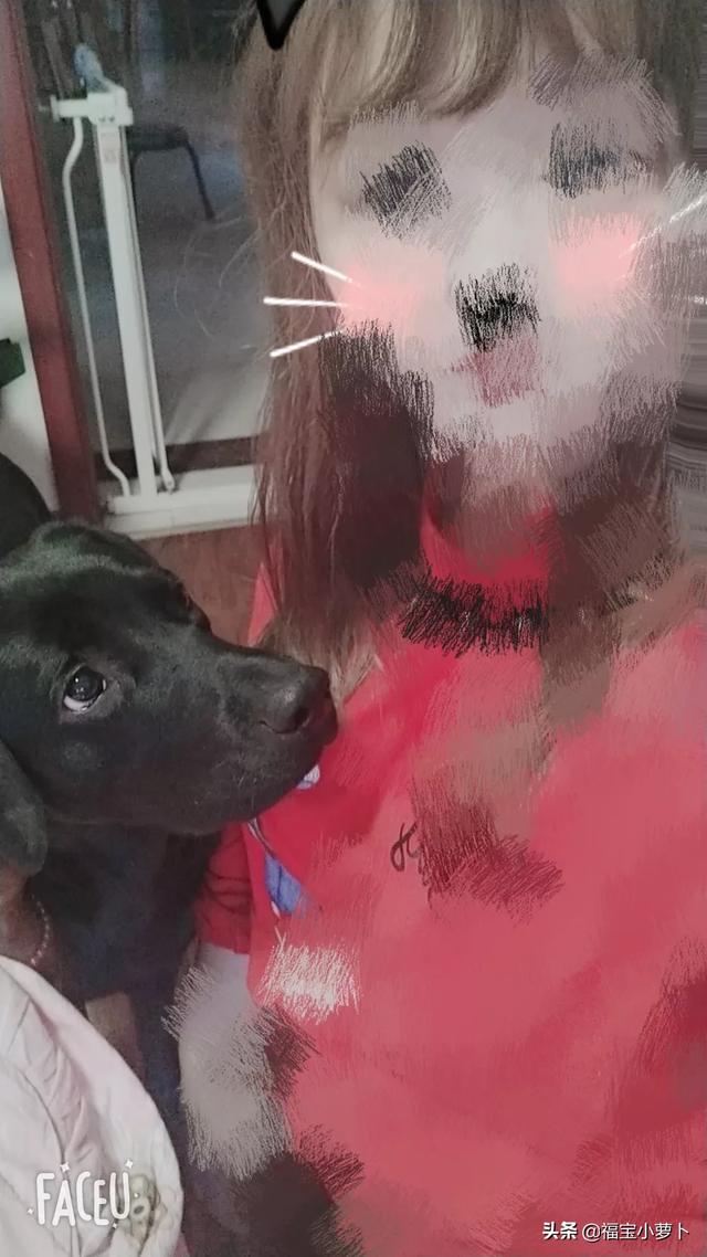 寵物狗不想養了怎么辦?寵物狗不想養了怎么辦小妙招!