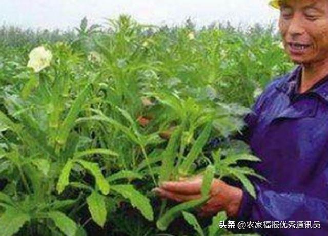 未来城市蔬菜种植，未来城市蔬菜种植方案