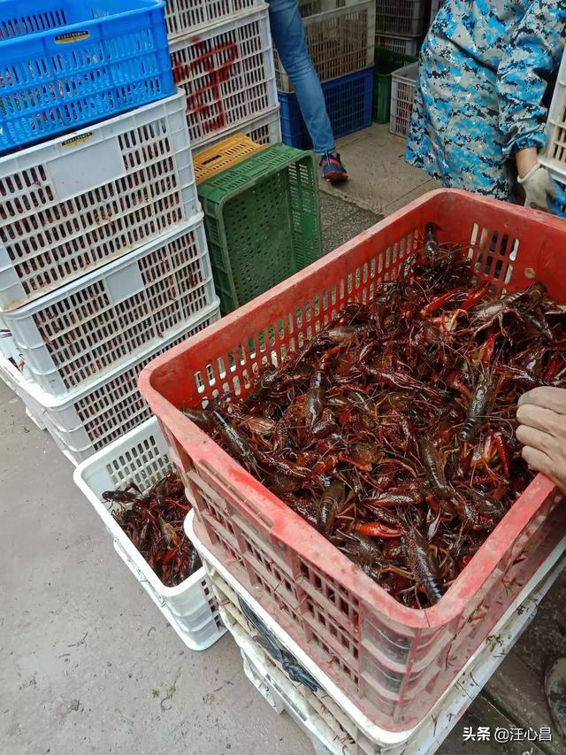 怎样合理投喂虾饲料？对虾投喂