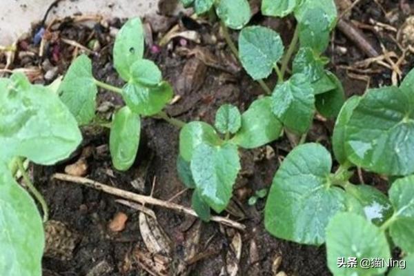 阳台香瓜种植,阳台香瓜种植技术视频