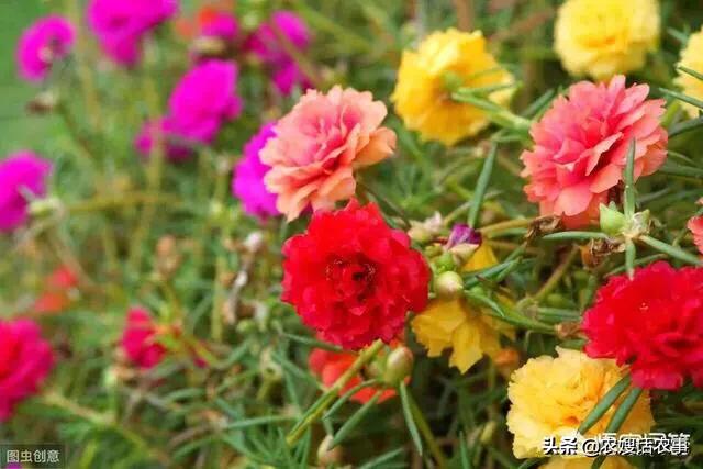 秋季宿根太阳花怎么养护和管理