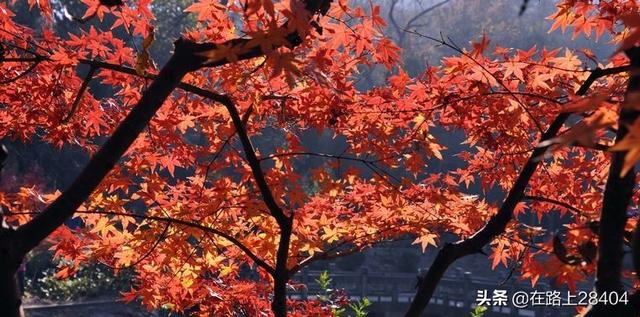 江苏旅游穿搭秋天， 江苏旅游穿搭秋天图片