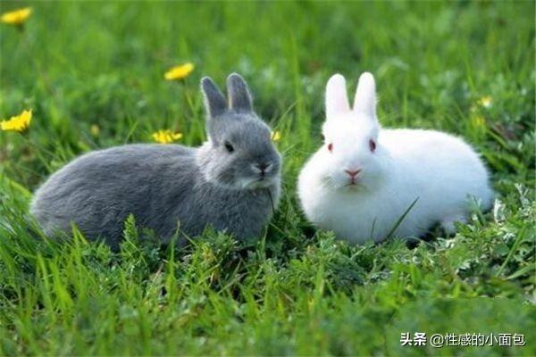 刚出生小兔子被母亲抛弃怎么办,第2张