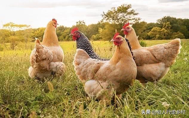 小型果园生态种植视频讲解,小型果园生态种植视频讲解大全