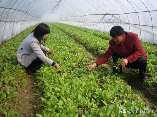 花卉肥料冬天好卖吗? 冬季给花草施肥好不好!