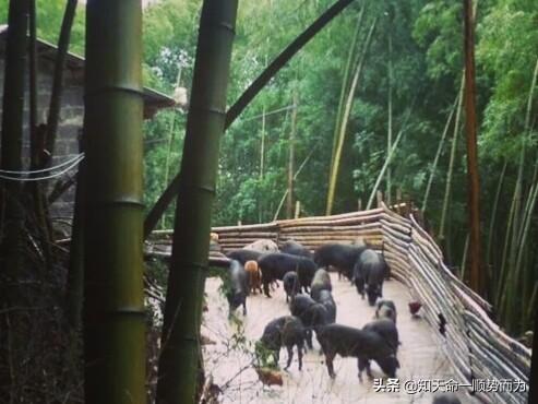 目前饲料无抗发展方向-无抗时代,饲料行业如何应对?