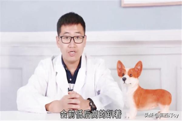 笑臉狗?笑臉狗狗圖片!