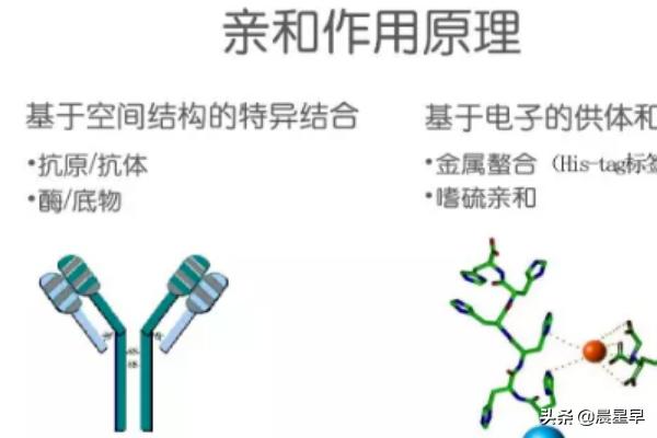 蛋白层析系统-蛋白层析系统原理