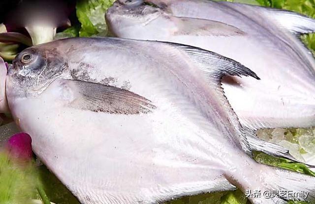海魚圖片大全?海魚圖片大全及名稱!