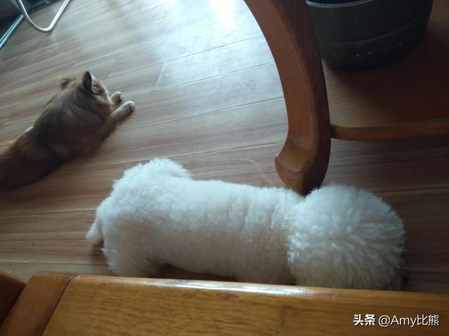 我想养狗妈妈不让养狗怎么说服妈妈养狗