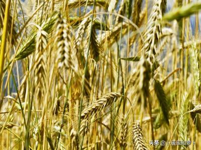 河南农村小麦收益怎么样