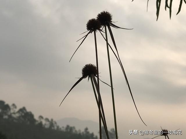拍微距为什么用长焦？：长焦微距
