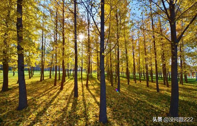 天津哪个树林最多